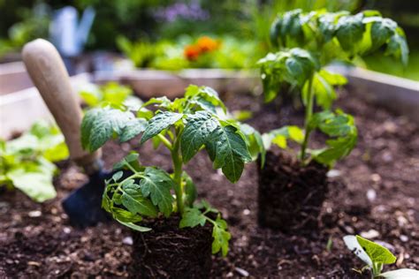 10 Einfache Gemüse Jeder Mittelwesten-Gärtner sollte in seinem Garten wachsen